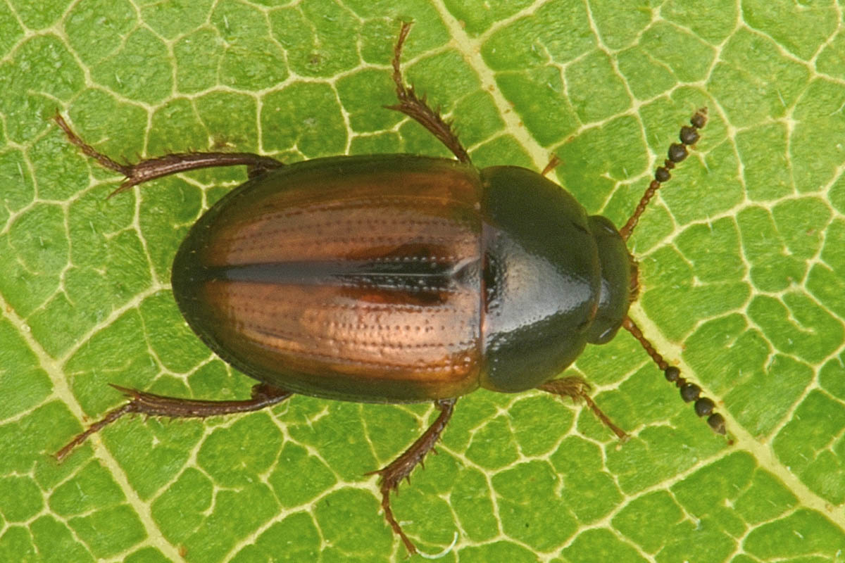 Leiodidae: Leiodes calcarata (Erichson, 1845) (cf)